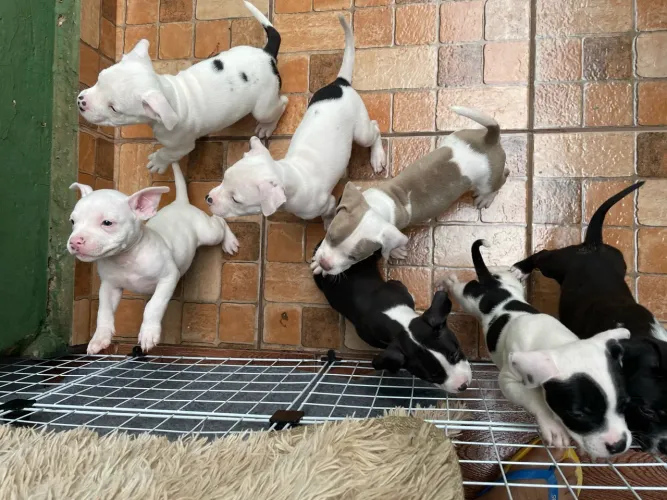 American bully
