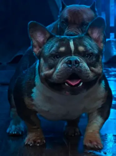 American Bully Micro Cobertura 