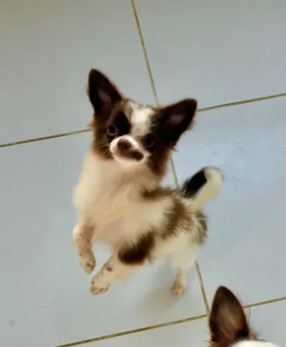 Chihuahua pelo longo