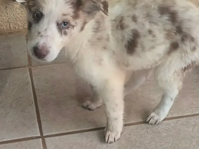 Border Collie filhotes
