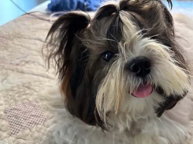 Shih tzu
