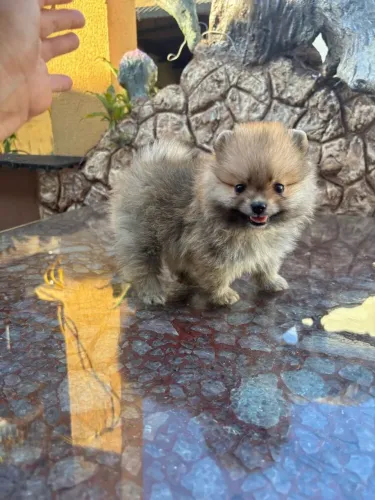 Cachorro Spitz, melhor promoção do ano