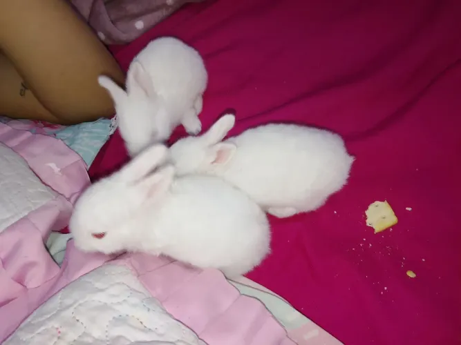 Vendo filhote de coelho holandês albino 