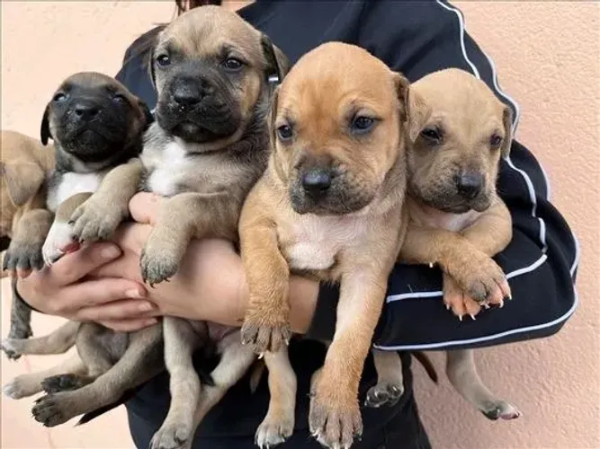 LABRADOR X PITBULL O melhor presente que você pode dar é um filhote. - Chama 9 9751.6491