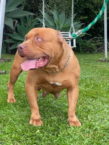 Pitmonster