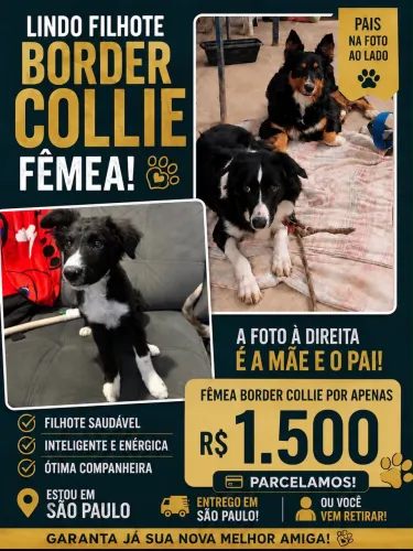 Filhote de Border Collie