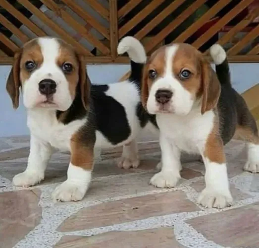 Filhotes de Beagle | Encanto que surge naturalmente.
