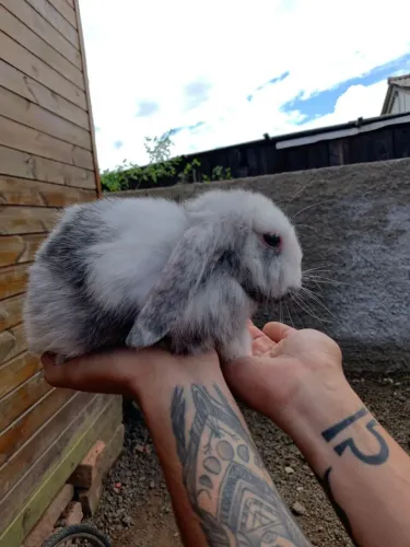 Filhote de coelho mini lop 