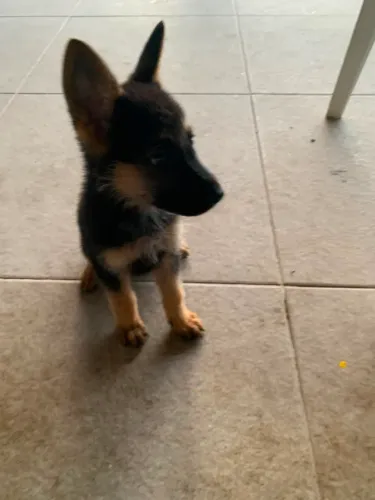 Um amor novo pra sua casa