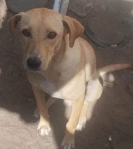 Doação cachorro macho 