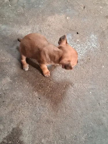 Vendo uma cachorrinha femia 40 dias pinchi 1 