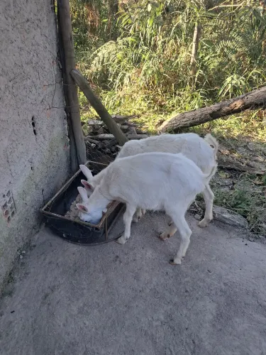 Vende se cabras raça Saanen e pardopino
