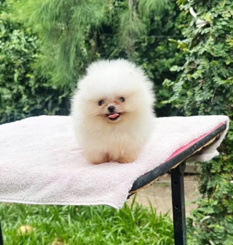 Filhote micro Lulu da pomerania