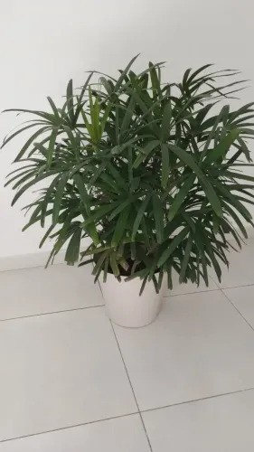 Vendo Plantas
