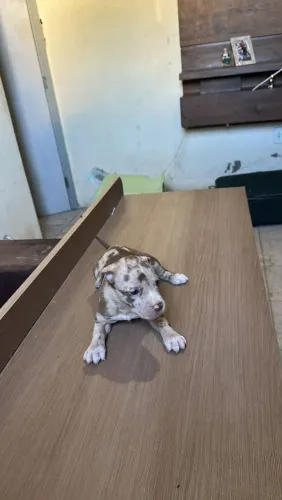 Pitbull