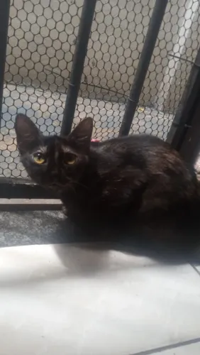 GATA PARA DOAÇAO
