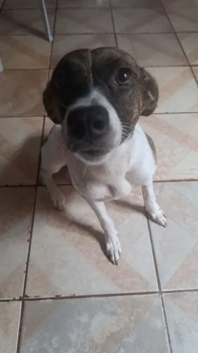 Cadela para adoção responsável
