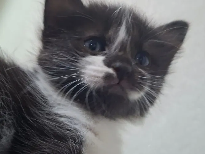 Gatinho adoção responsável