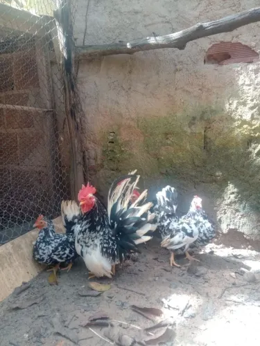Nagazak