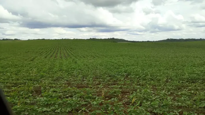 Fazenda em Pedro Afonso - TO 116 Alqueires