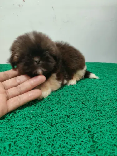 Shih tzu macho mini