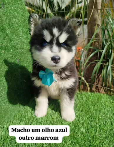 Husky Siberiano filhotes
