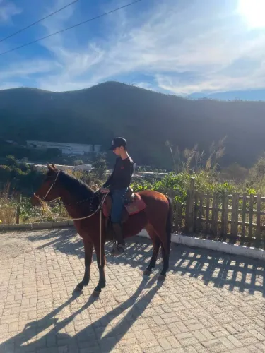 Cavalo mangalarga marchador registrado 