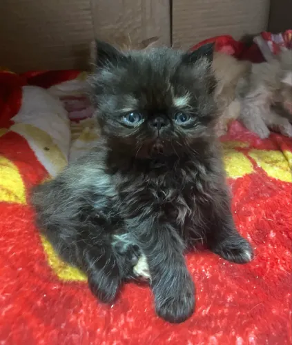 Filhote gato persa