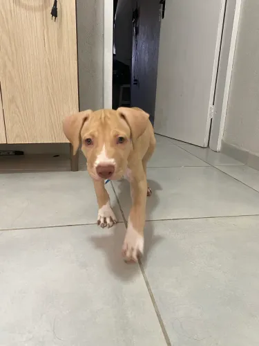 Filhote de pitbull monster