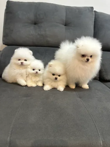 Spitz alemão/ Lulu da pomerânia
