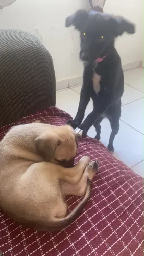 Doa-se cachorra de 2 meses.