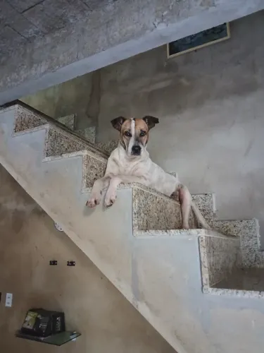 Cachorro pra Adoção