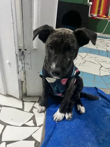 Doa-Se Cachorro macho entre 4 a 6 meses