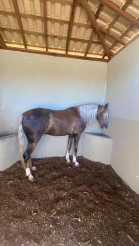 Cavalo garanhão a venda 