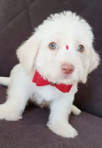Poodle Toy Mini machinho