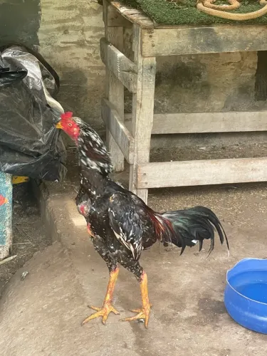 Galo indio pintado