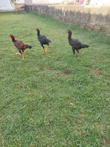 Vendo frangos índios enttego
