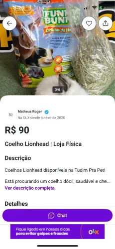 Coelho Lionhead