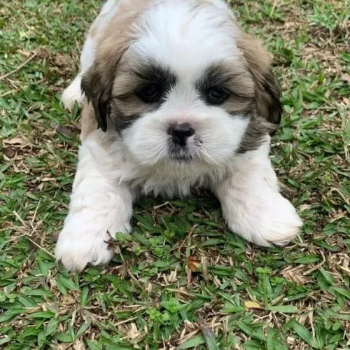 shih tzu disponível para novo lar especial
