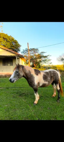 Pônei Paint horse