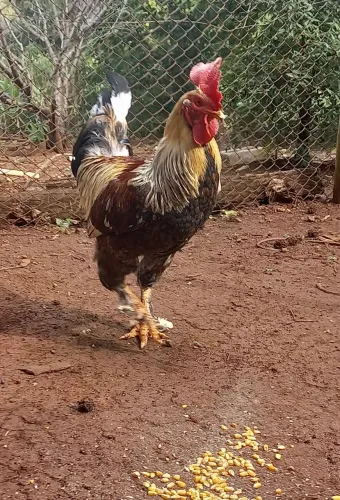 Vendo galo