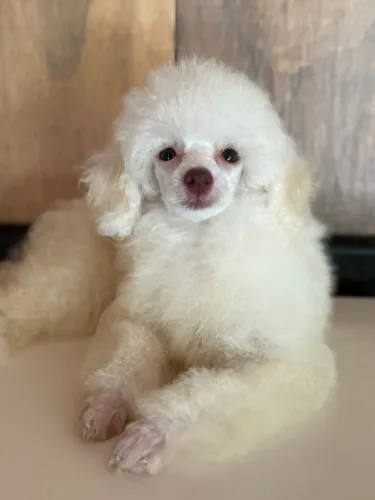 poodle
