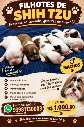 Shitzu filhote macho