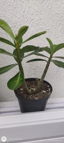 Muda rosa do deserto ?