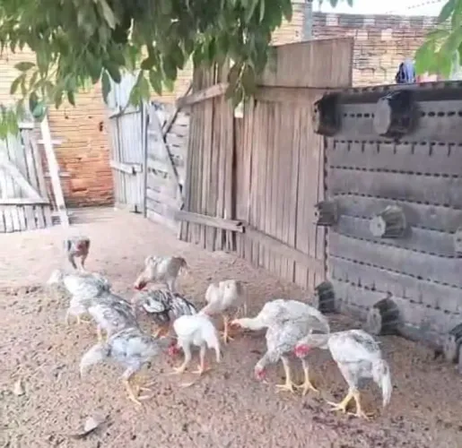 Galinha bico curto