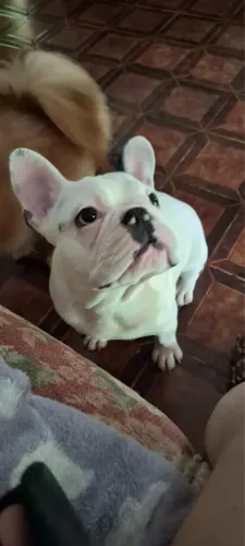 Animais de companhia
