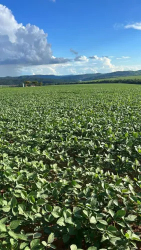 Fazenda 161 as lá. Em Piracanjuba Goiás 105 em soja R$:56.350.000