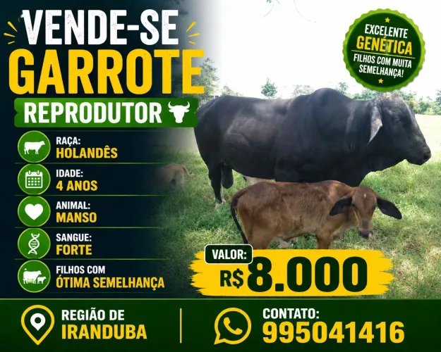 Vende garrotes holandês 