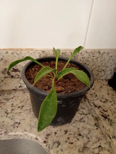 Sansevieria rara coccinea 