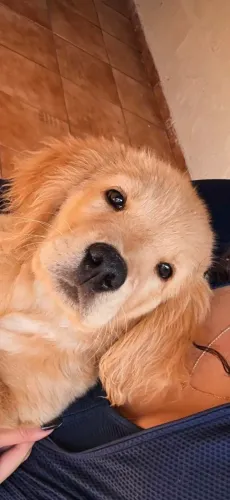Golden Retrivier macho, 3 meses, todas as vacinas, pedigre RS 1.500,,